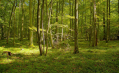 Naturaufnahme: Im Wald